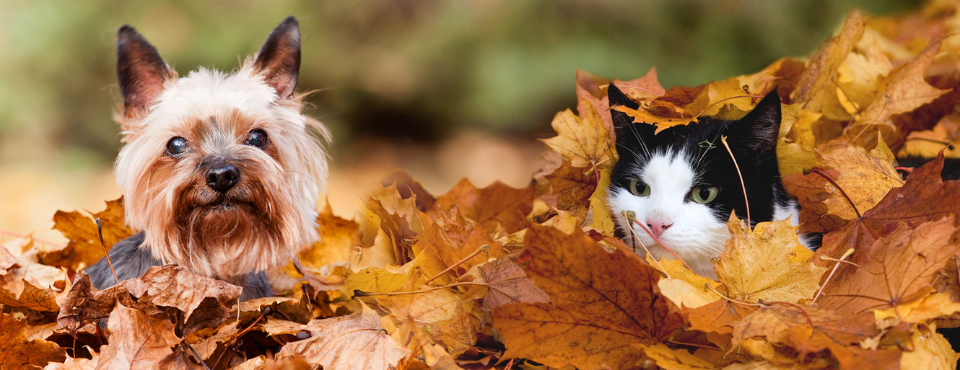 Van teken zijn we nog niet af! Bescherm je kat t/m november en zelfs tijdens warme winters!