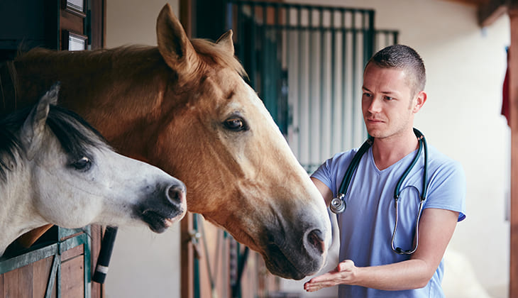 Symptomen tetanus paard