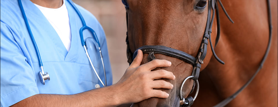 Vaccineren op maat paard