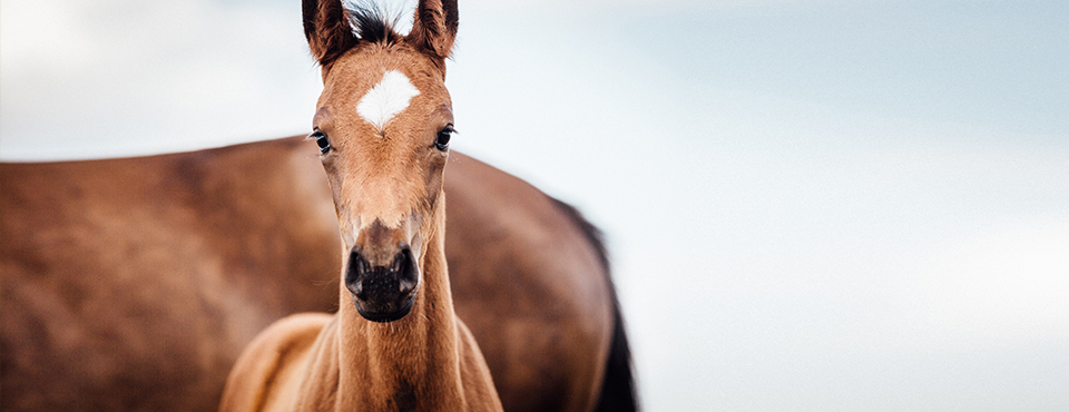 stereo Ziektecijfers nemen Alles over paarden, hun bijzondere eigenschappen en meer! We are Family  Brave & Hector